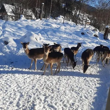 Gemuetliche In St. Blasien